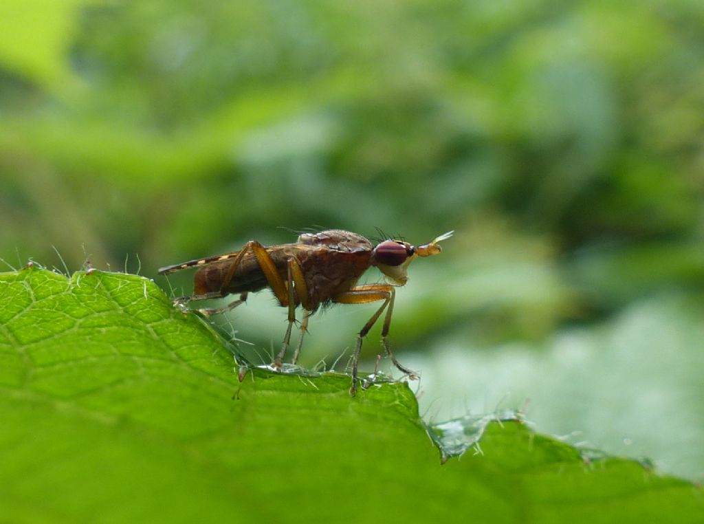 Euthycera sp. (Sciomyzidae)