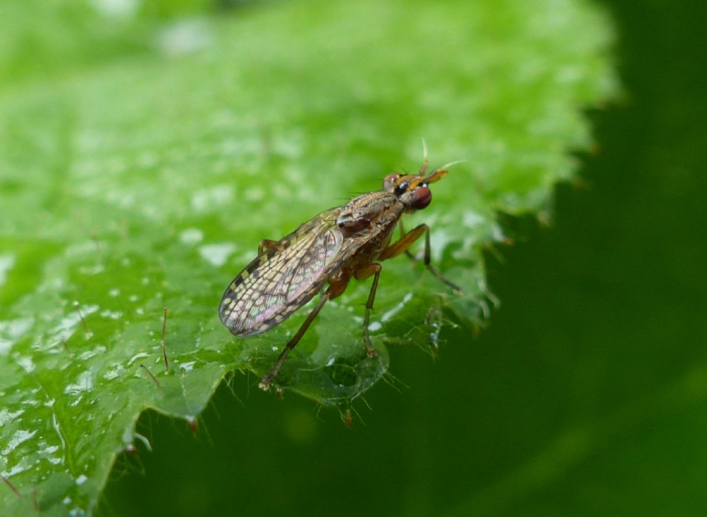 Euthycera sp. (Sciomyzidae)