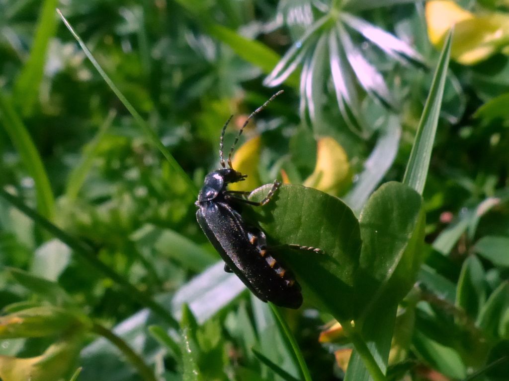 Cantharis tristis, Cantharidae