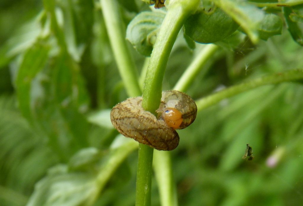 altra larva da determinare