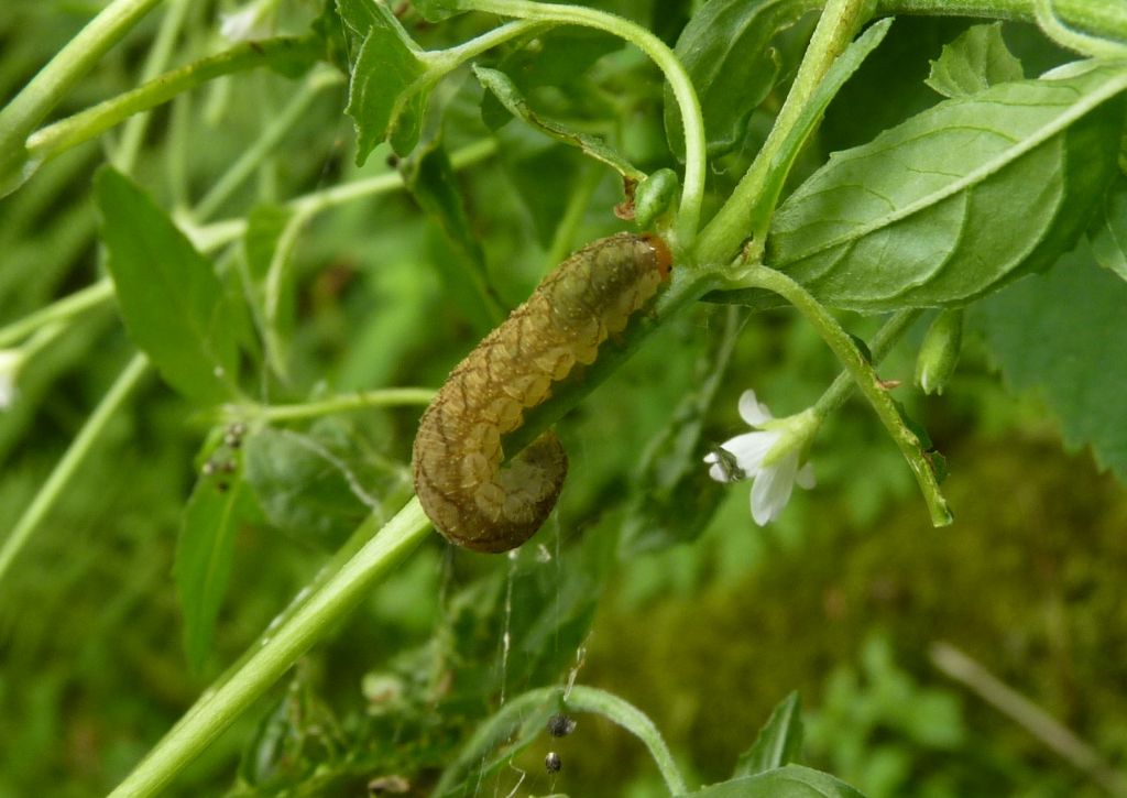 altra larva da determinare