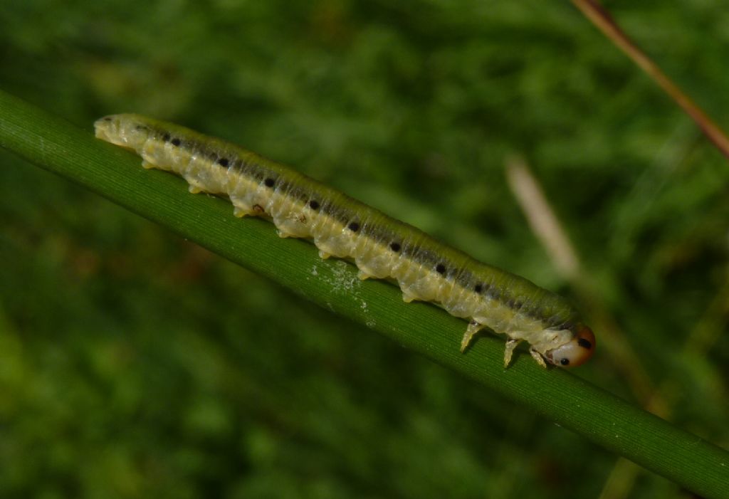 Larva da determinare