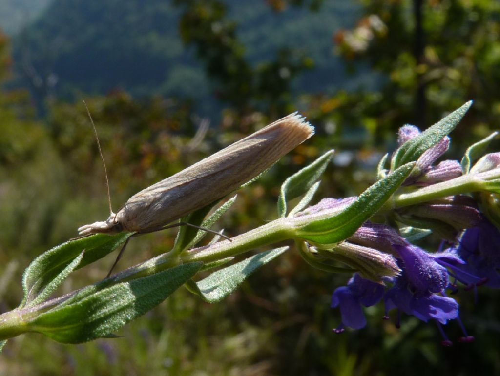 Chi la conosce? Crambidae - Catoptria lythargyrella