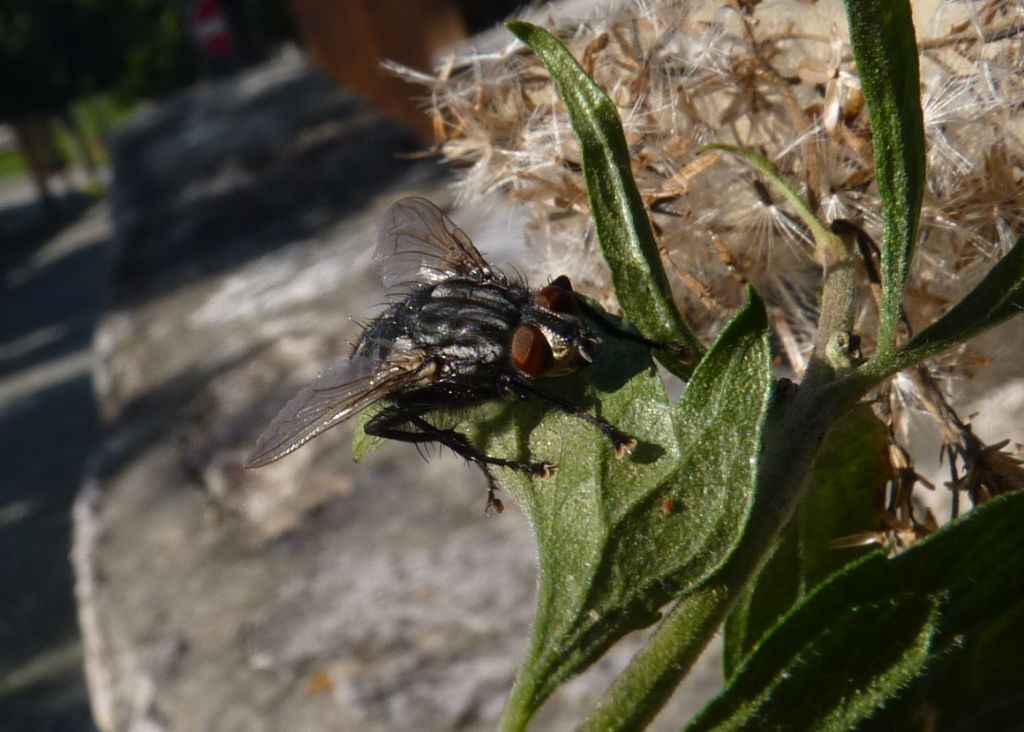 Sarcophaga sp. maschio (Sarcophagidae)