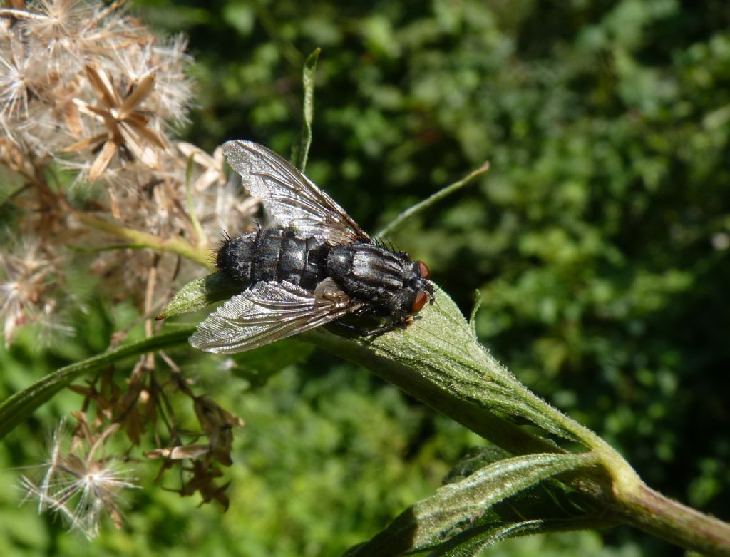 Sarcophaga sp. maschio (Sarcophagidae)