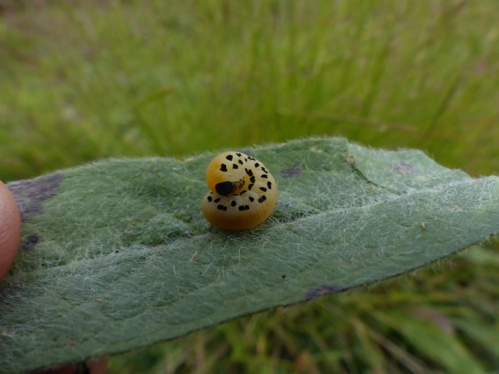 Bruco?? - Larva di Hymenoptera Symphyta