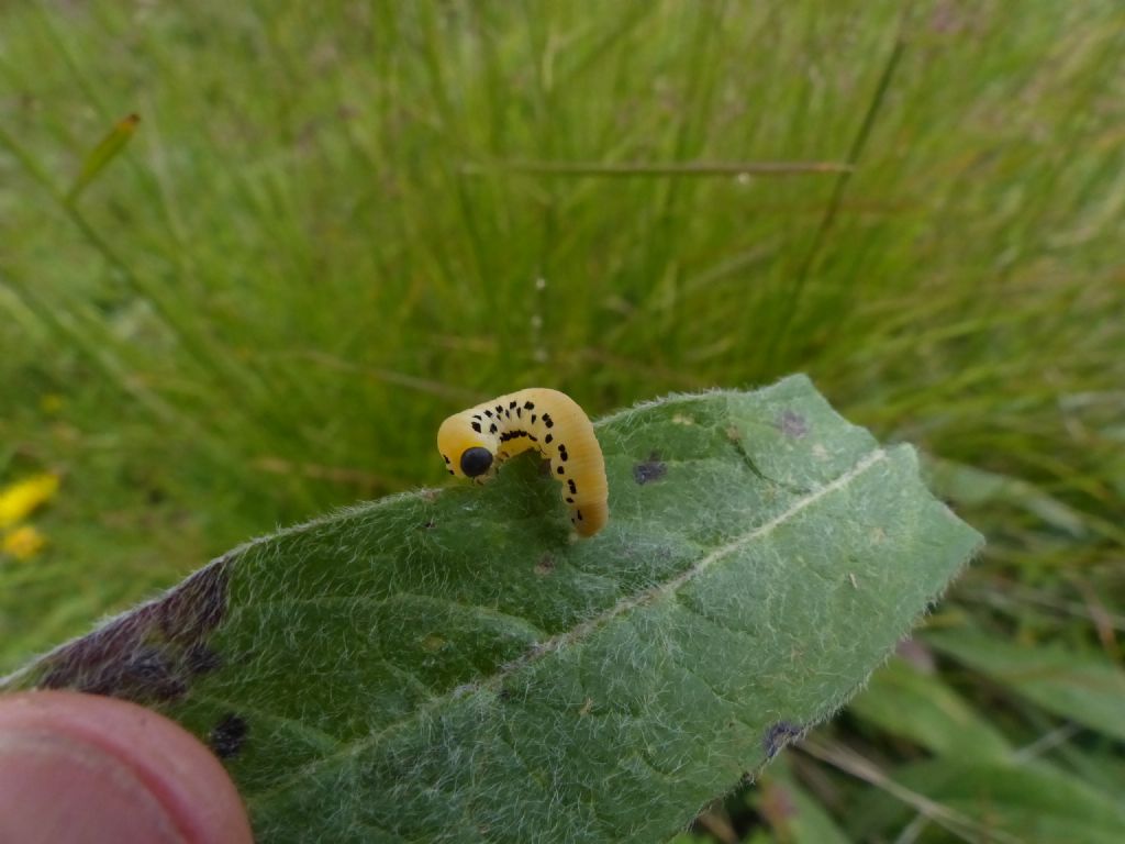 Bruco?? - Larva di Hymenoptera Symphyta