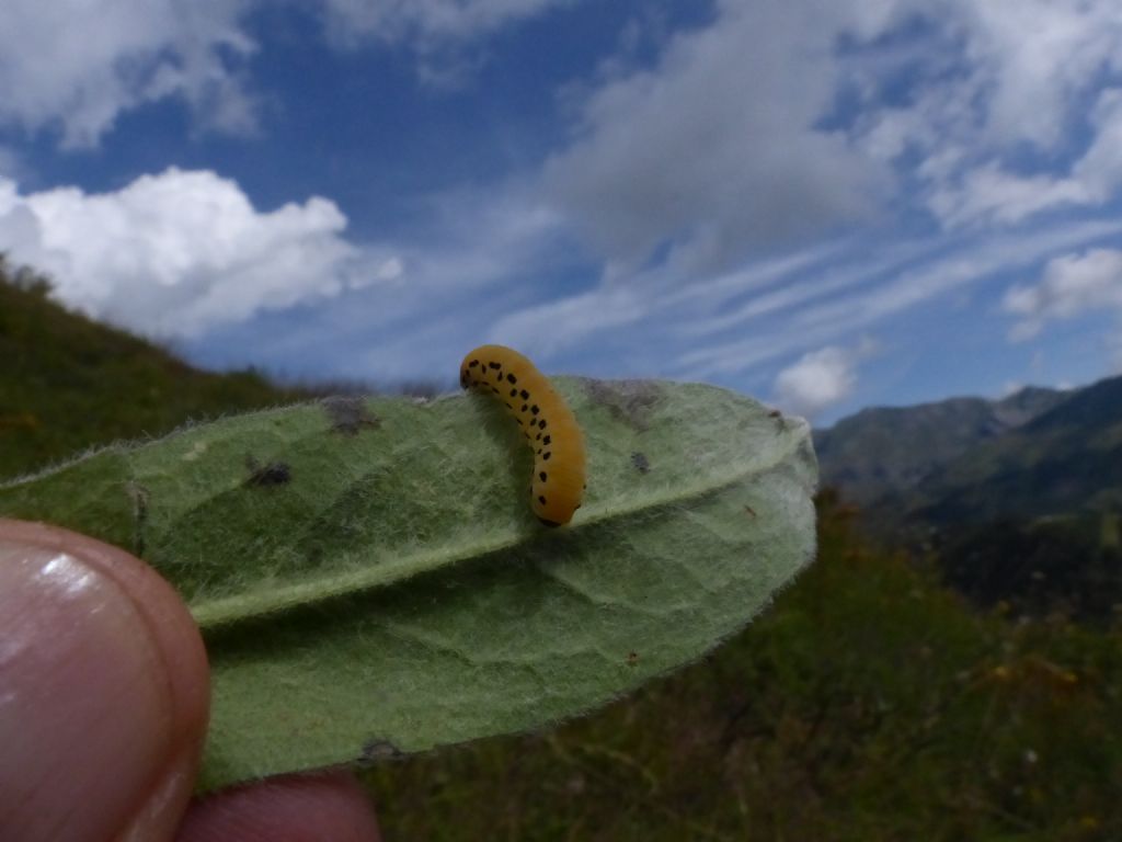 Bruco?? - Larva di Hymenoptera Symphyta