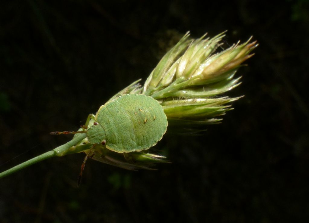 Pentatomidae: ninfa di Palomena prasina