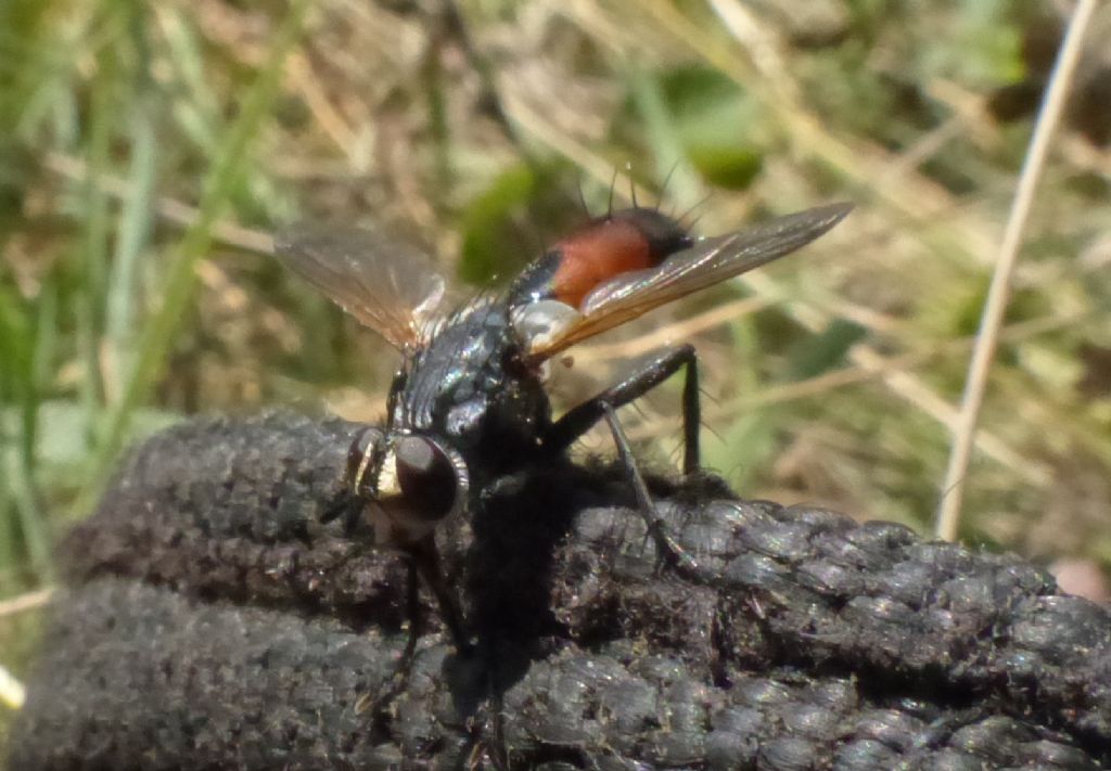 Cylindromyia sp. (Tachinidae)