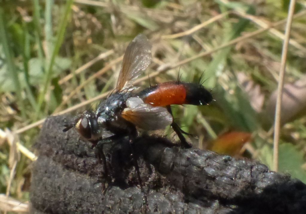 Cylindromyia sp. (Tachinidae)