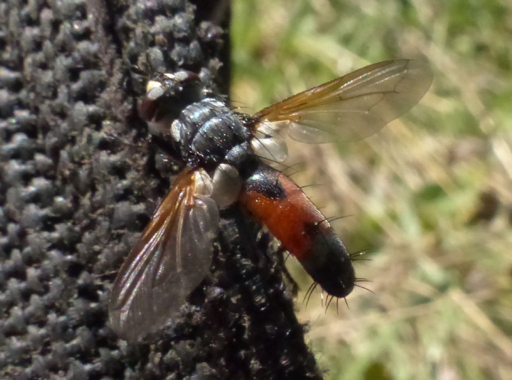 Cylindromyia sp. (Tachinidae)