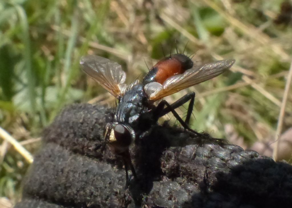 Cylindromyia sp. (Tachinidae)