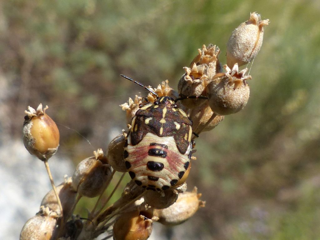 Pentatomidae:  ninfa di Carpocoris sp.