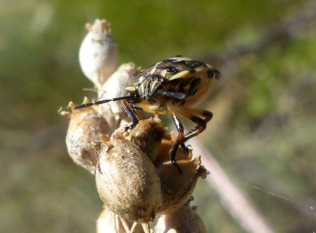 Pentatomidae:  ninfa di Carpocoris sp.