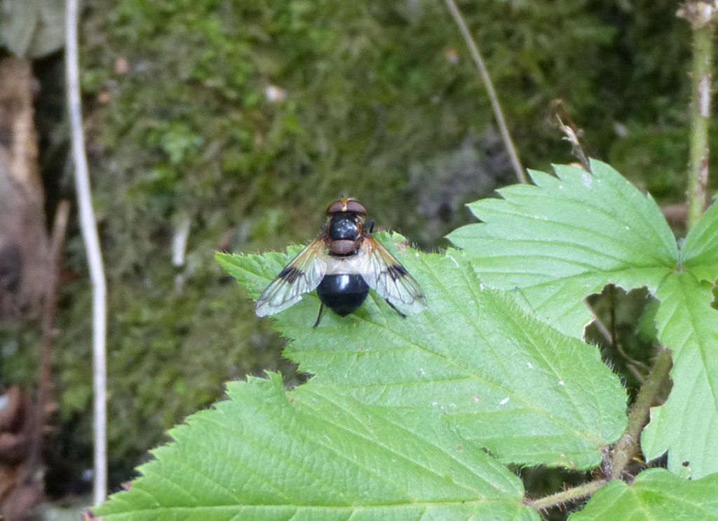 Volucella pellucens,  femmina  (Syrphidae)