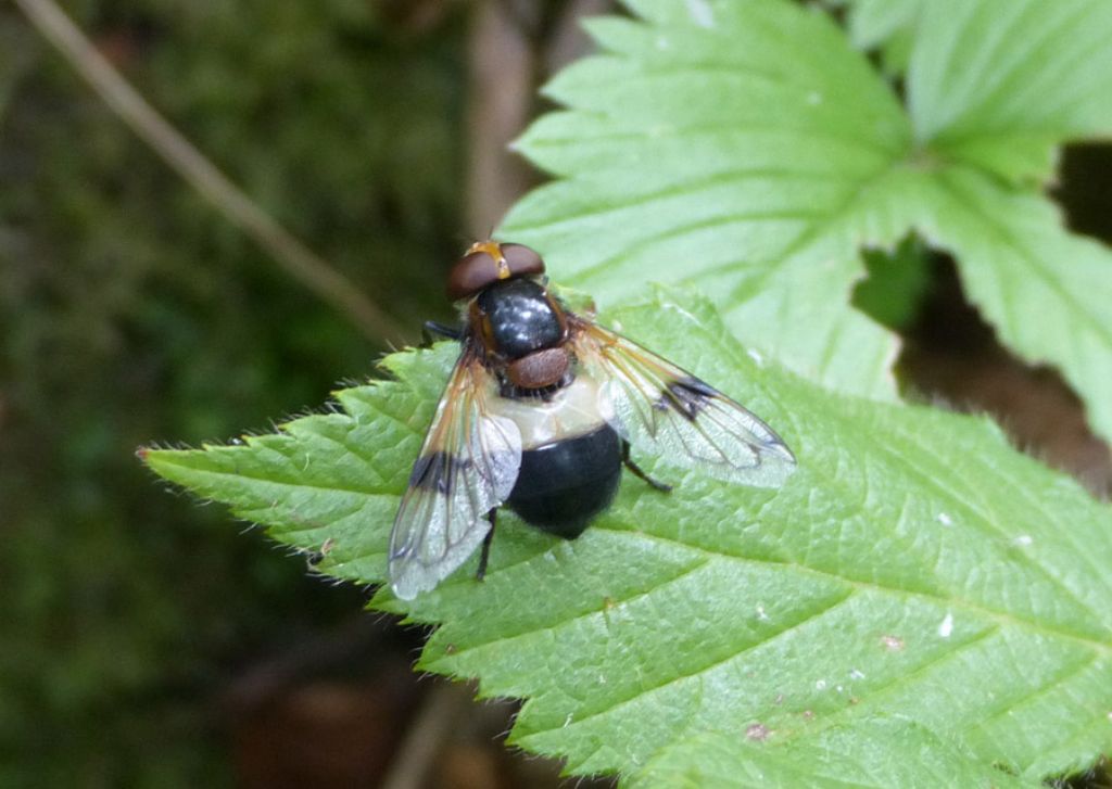 Volucella pellucens,  femmina  (Syrphidae)