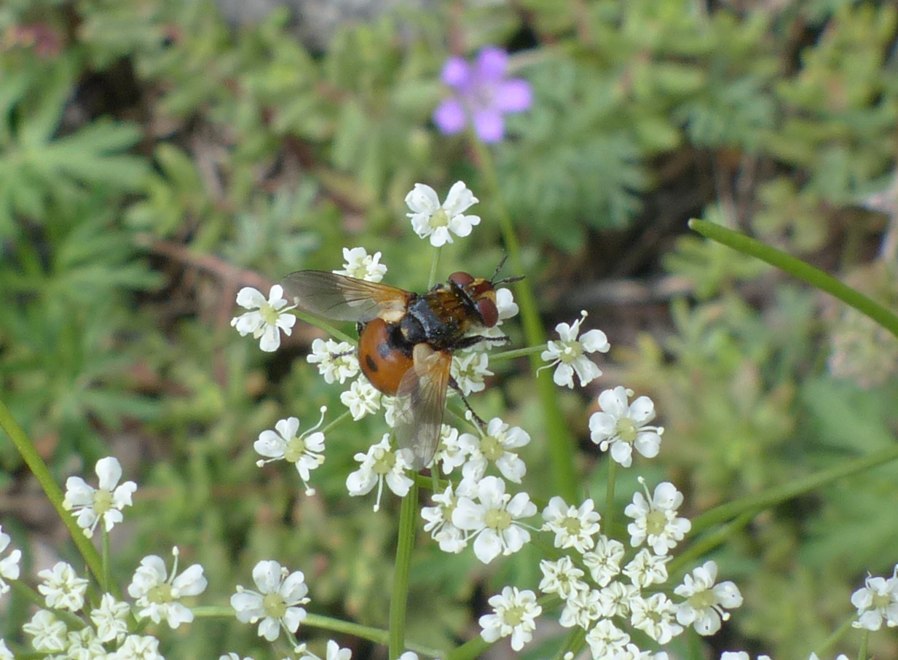 Tachinidae: Gymnosoma sp.