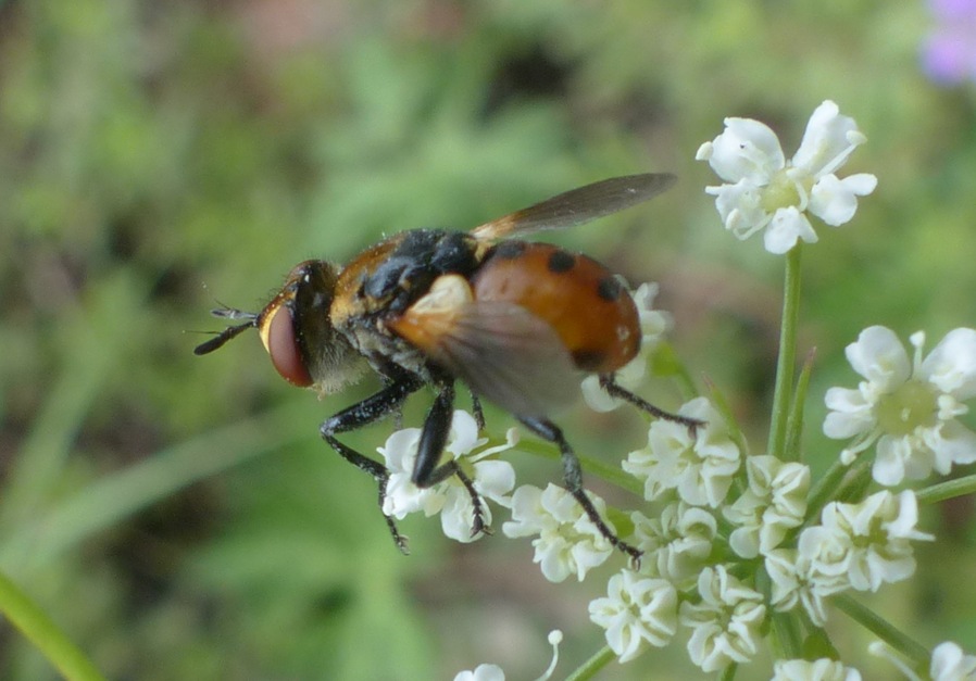 Tachinidae: Gymnosoma sp.