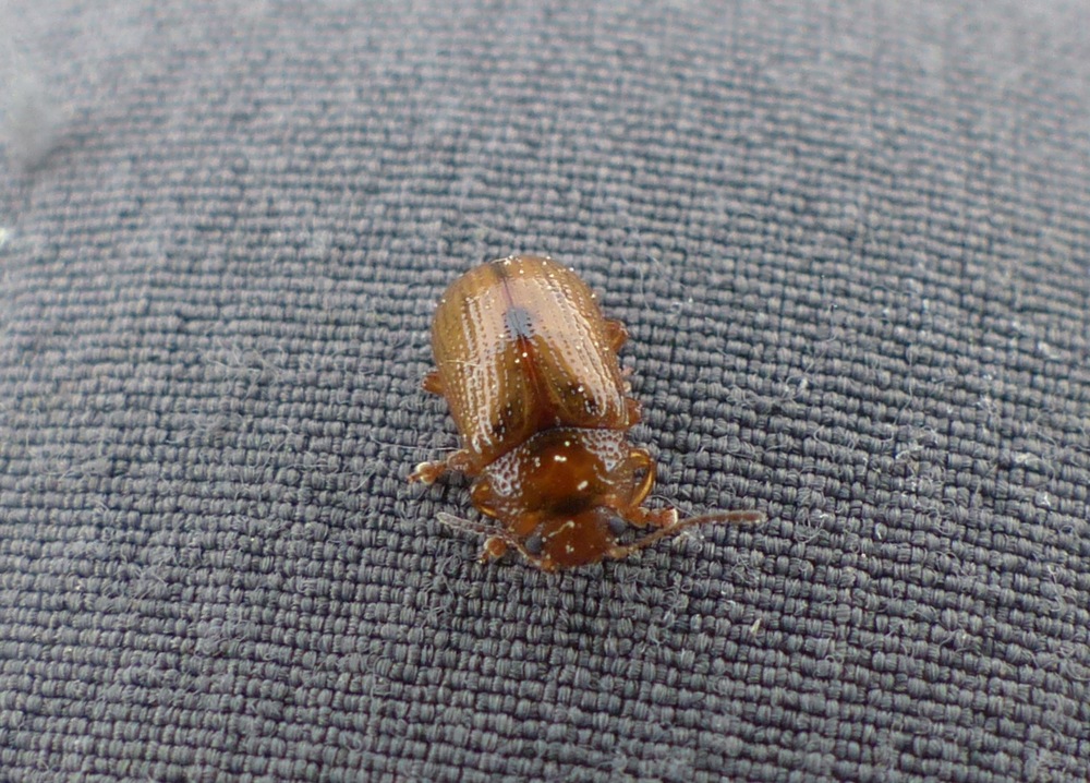 Chrysomelidae: Gonioctena (Goniomena) sp.