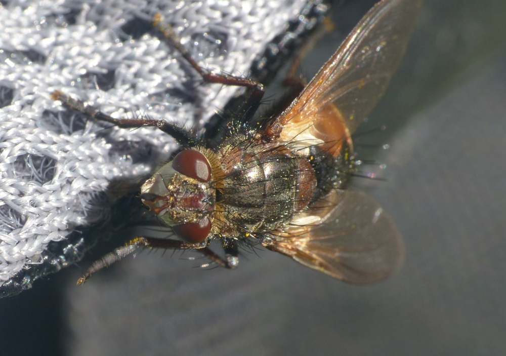 Dittero??  S, Tachinidae: Tachina fera