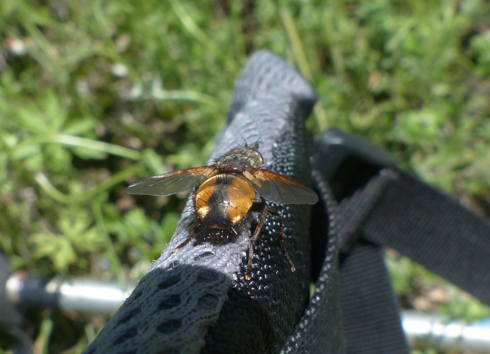 Dittero??  S, Tachinidae: Tachina fera