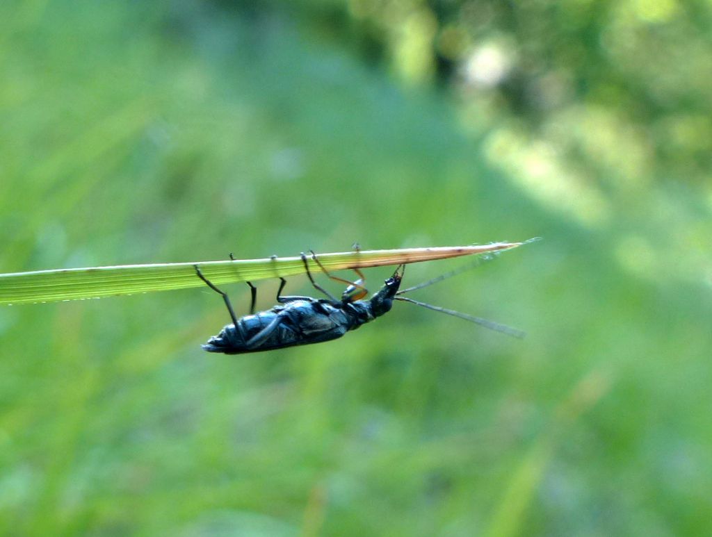 Quale coleottero? Oedemera flavipes  (Oedemeridae)