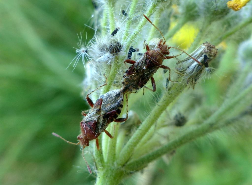 Rhopalidae:  Rhopalus subrufus