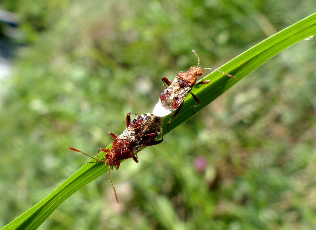 Rhopalidae:  Rhopalus subrufus