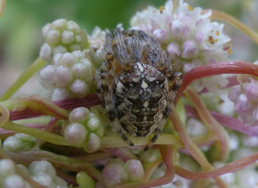 Araneus diadematus - Limone P.te (CN)