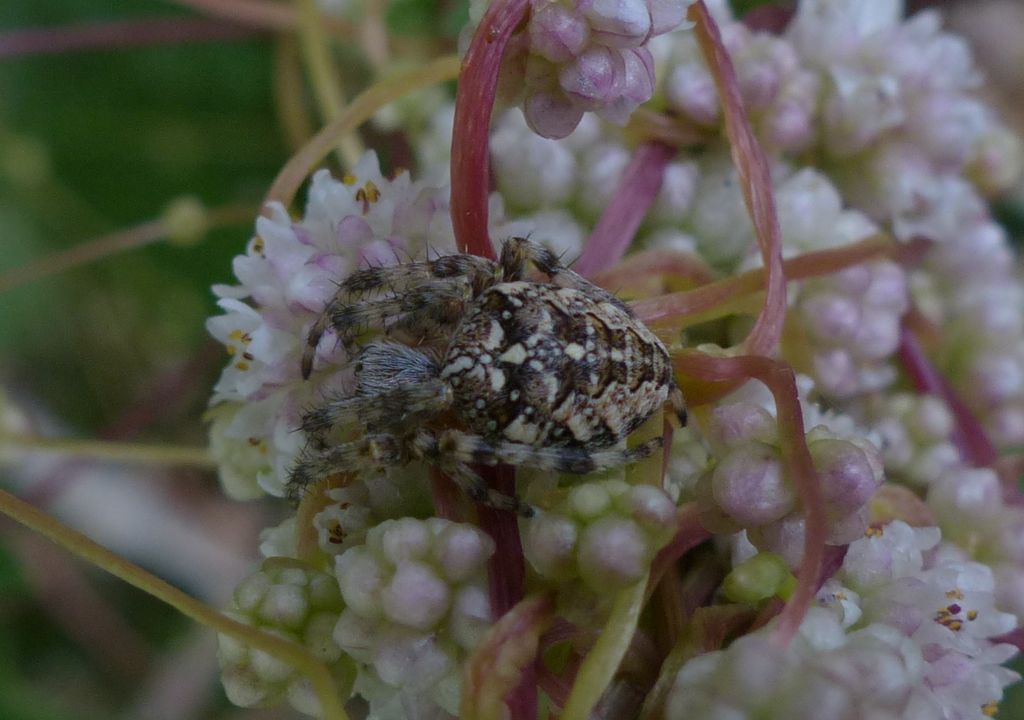 Araneus diadematus - Limone P.te (CN)