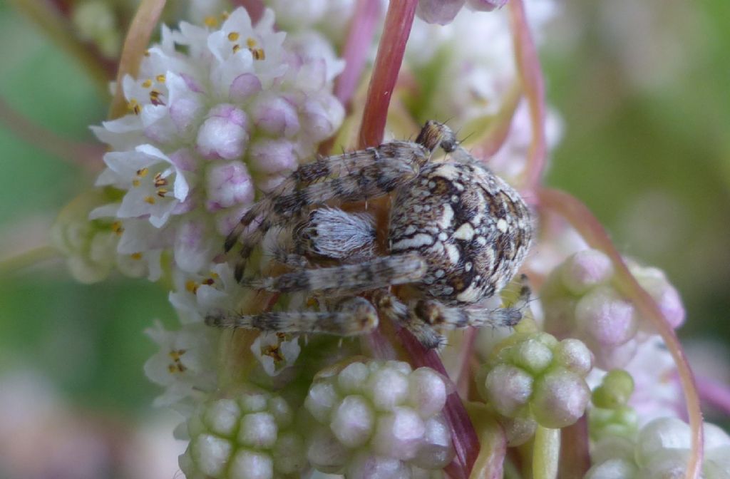 Araneus diadematus - Limone P.te (CN)