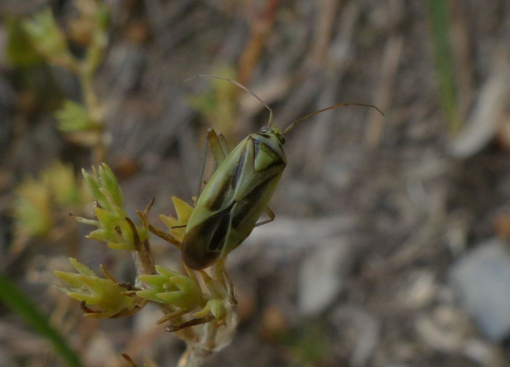 Miridae:  Stenotus binotatus