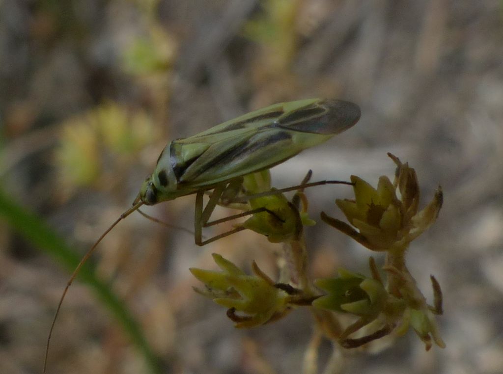 Miridae:  Stenotus binotatus