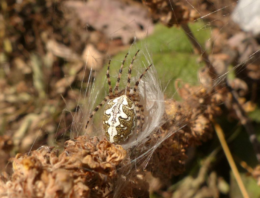 Aculepeira ceropegia - Limone P.te (CN)