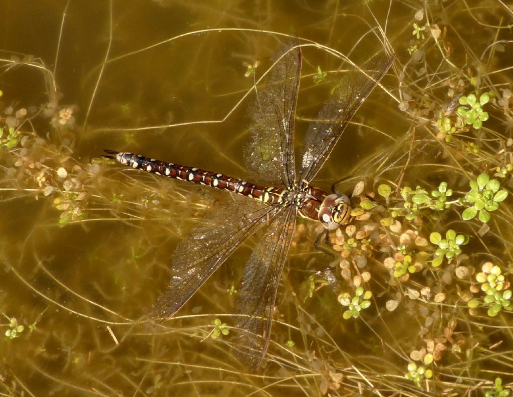 Aeshna? s, juncea, femmina