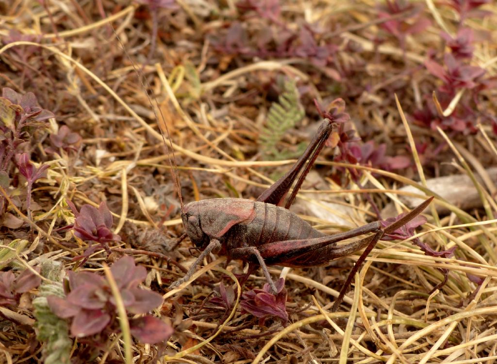 Tettigoniidae: Pholidoptera aptera, femmina