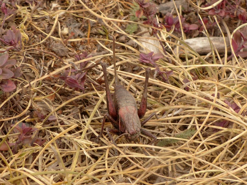 Tettigoniidae: Pholidoptera aptera, femmina