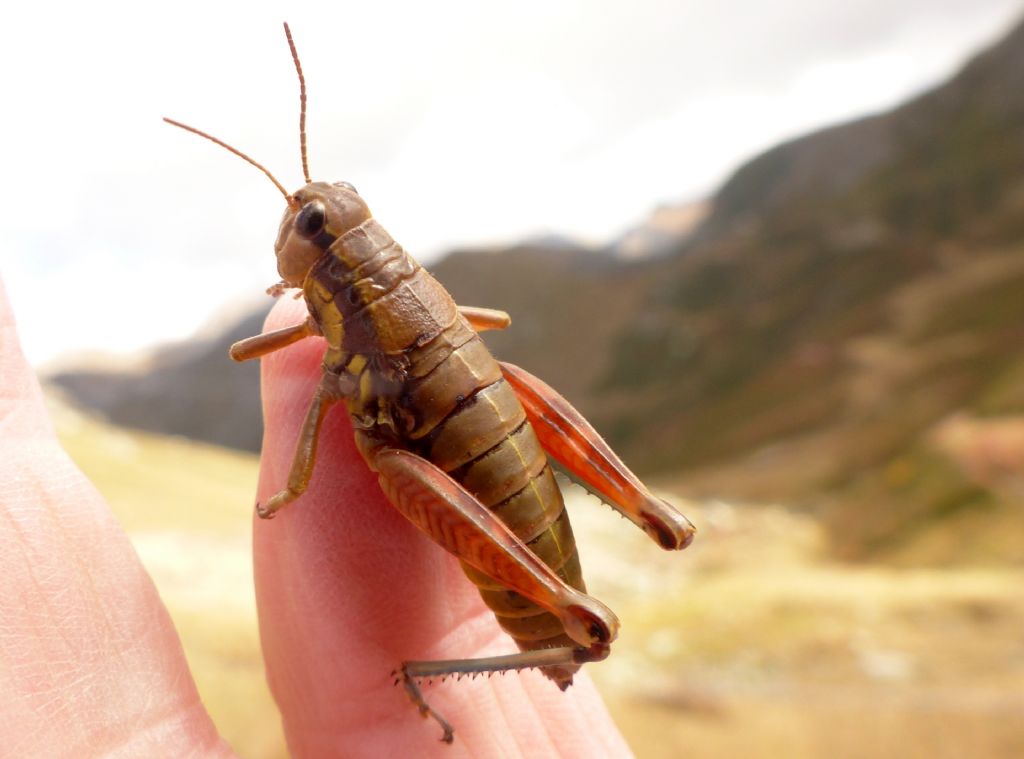 Podisma dechambrei, femmina