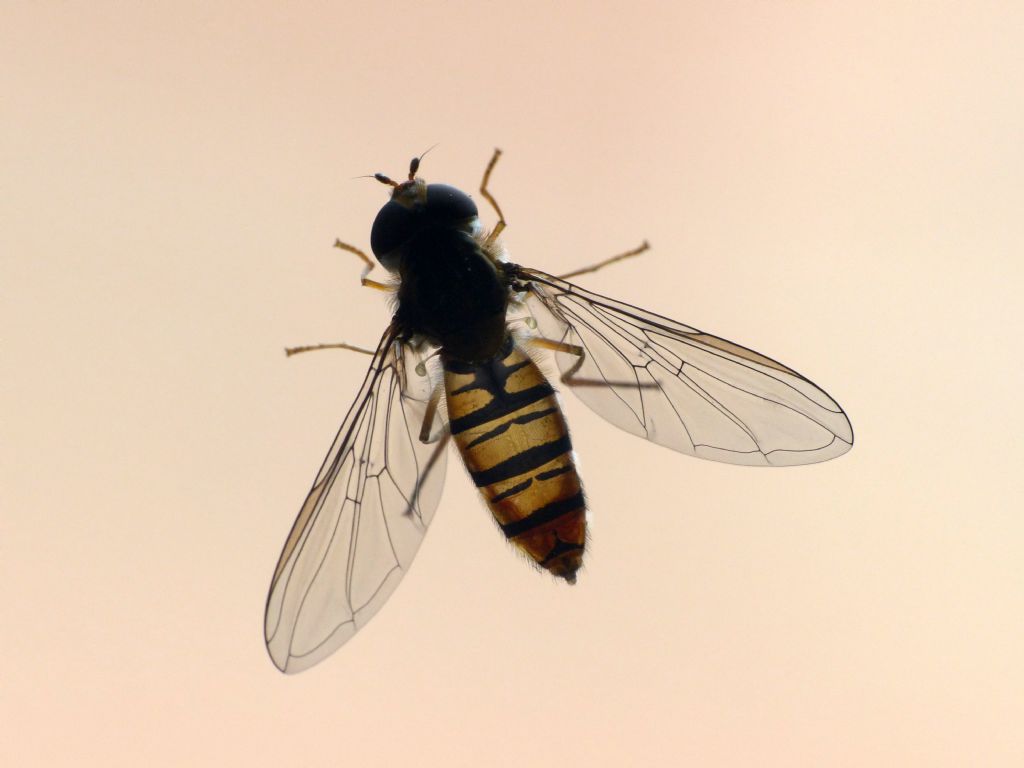 Syrphidae: Episyrphus balteatus