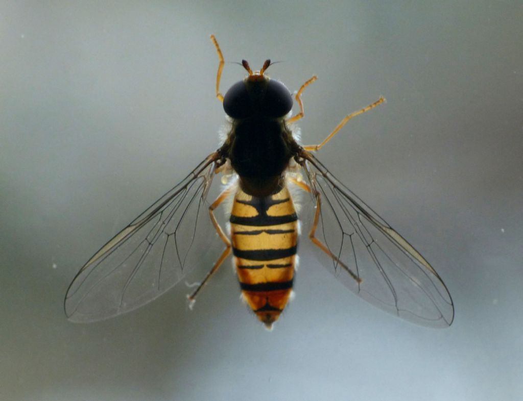 Syrphidae: Episyrphus balteatus