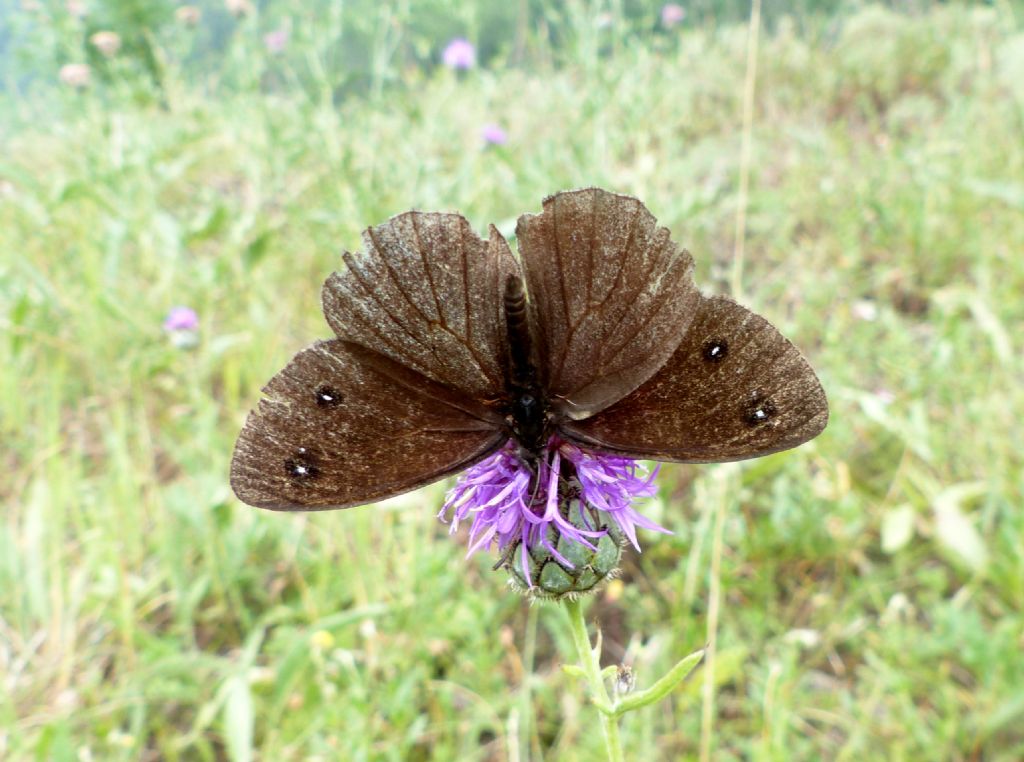 Farfalla sconosciuta - Satyrus ferula, Nymphalidae Satyrinae