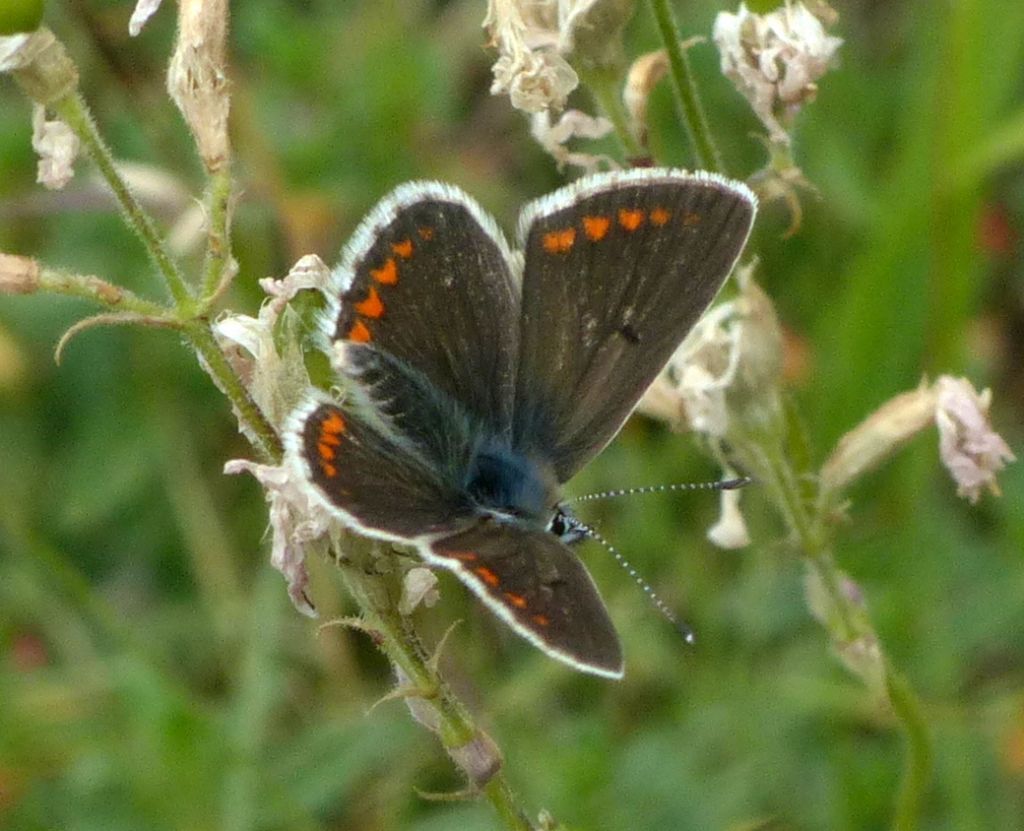 Quale licenide? Aricia allous e Polyommatus (Lysandra) coridon