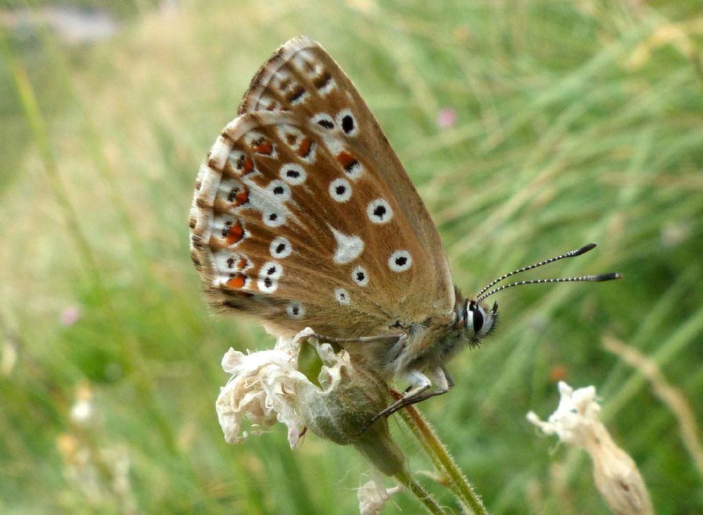 Quale licenide? Aricia allous e Polyommatus (Lysandra) coridon