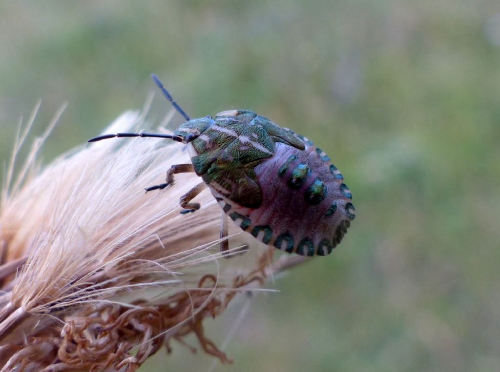 Pentatomidae: ninfa di Carpocoris sp.