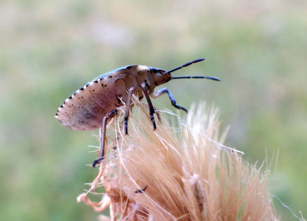 Pentatomidae: ninfa di Carpocoris sp.