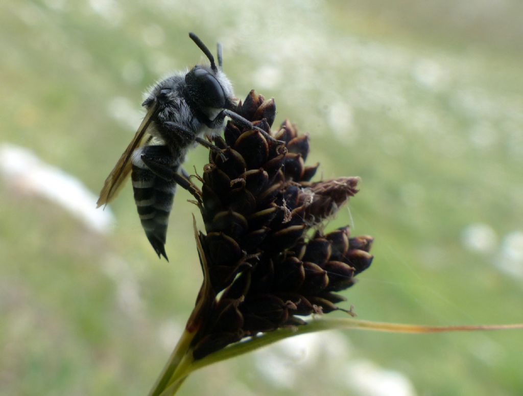 Apidae Megachilinae: Coelioxys sp.