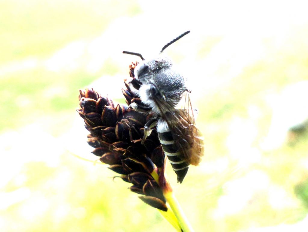 Apidae Megachilinae: Coelioxys sp.