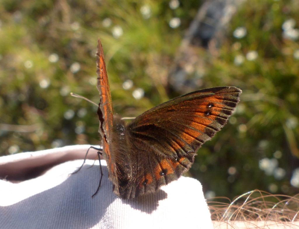 Erebia gorge?? No, Erebia montana, Nymphalidae