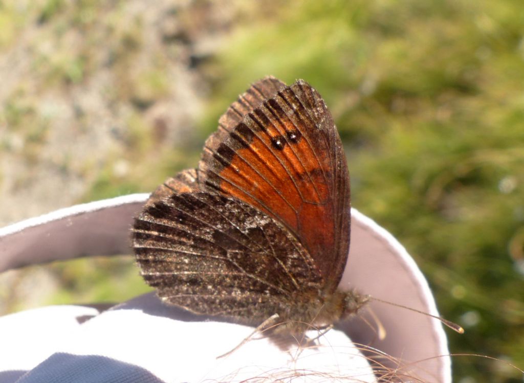 Erebia gorge?? No, Erebia montana, Nymphalidae